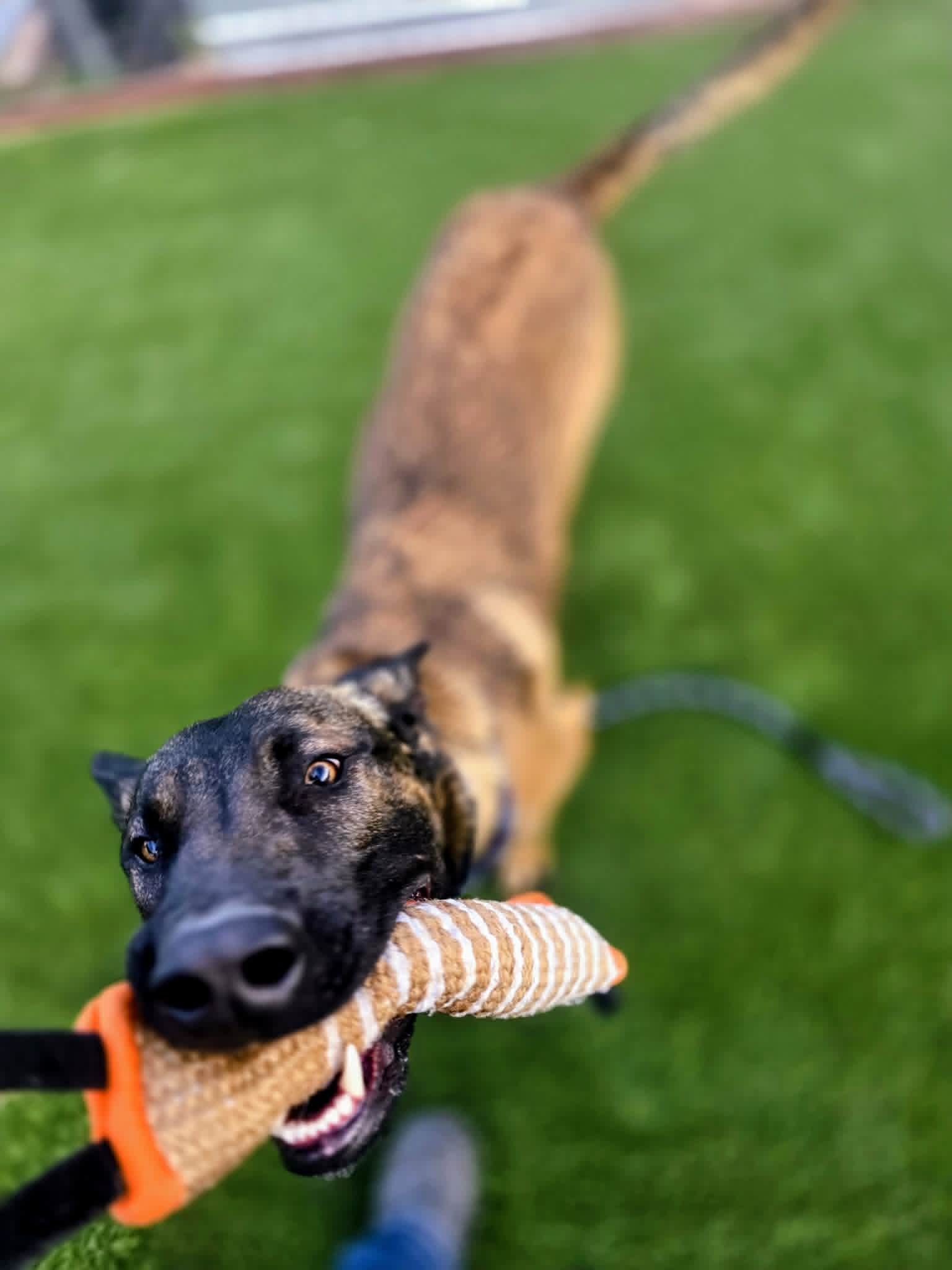 Working & Sport Dog